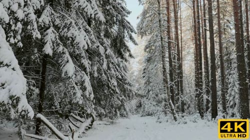 Schneetag im Wald