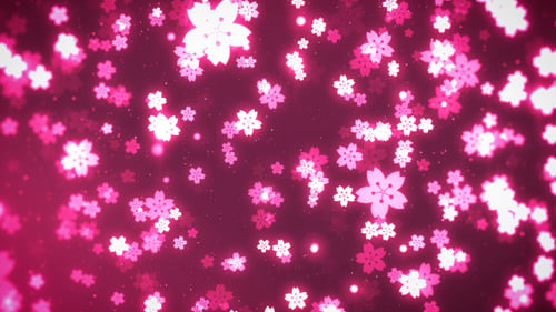 Cherry Blossom Sakura Background