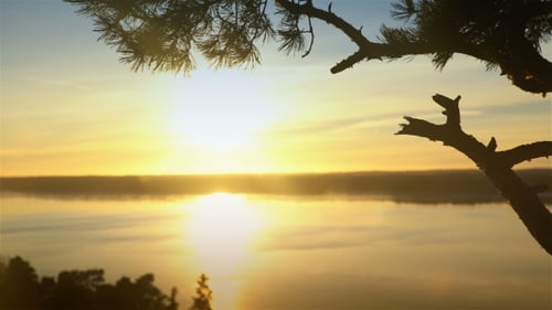 Scandinavian Landscape. Lonely Pine at Sunset on a Cliff
