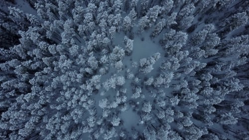 Aerial Top Down Moving Above Cold Snowy Winter Forest of Evergreen Trees