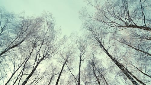 Tops of the Trees in Winter Forest