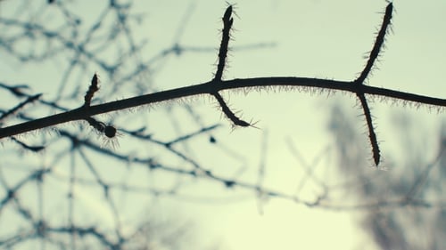 Frosted Tree Branches