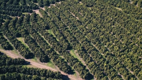 Luftaufnahme Orangenbäume Plantage