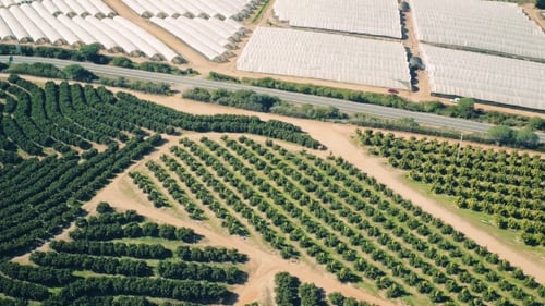 Aerial View Fruit and Orange Trees Plantation