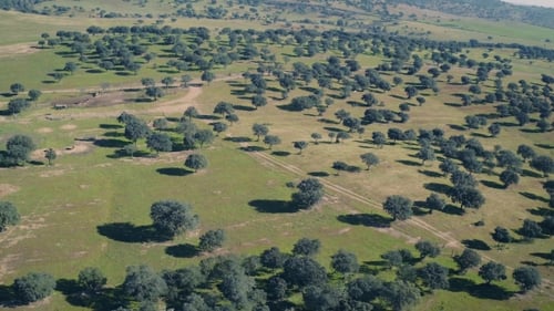Aerial View Green Rural Landscape