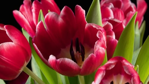 Bouquet de tulipes rouge vif
