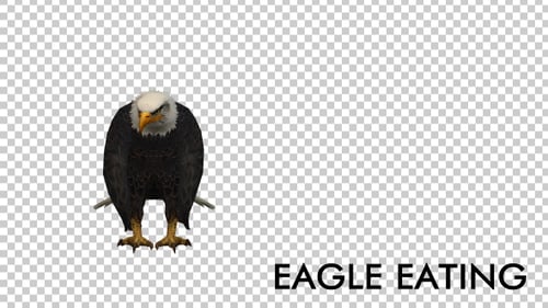 3D Animated Bald Eagle Standing and Sitting Down Loop
