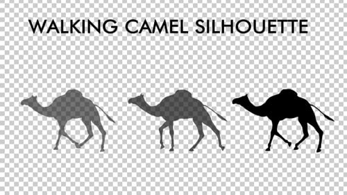 Silhouette chameau