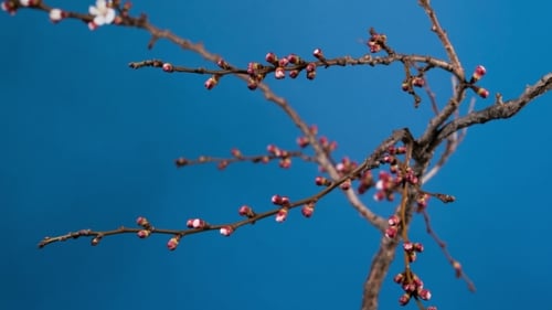 Branche d'abricotier en fleurs
