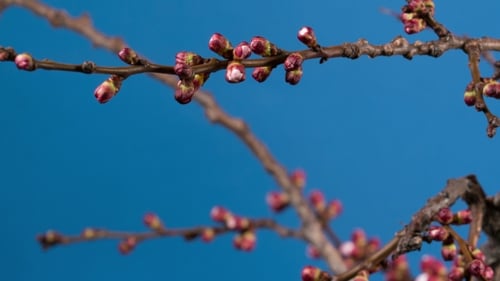 Branche d'abricotier en fleurs