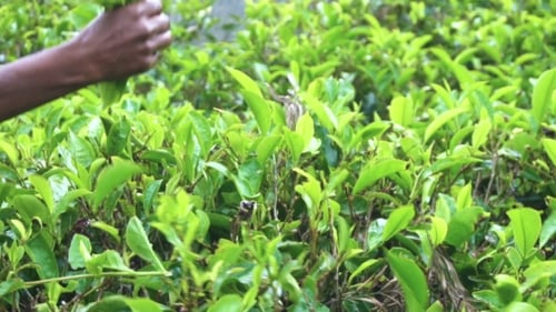 Harvesting Fresh Tea Leaves by Hand on Farm