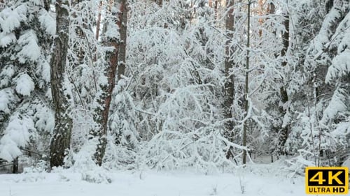 Snow in the Winter Forest