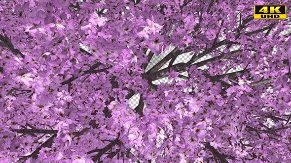 Top Down Spring Growing Tree, Elements Motion Graphics ft. alpha ...