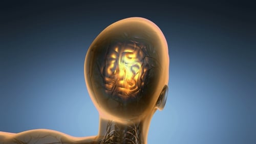 Anatomie des menschlichen Gehirns