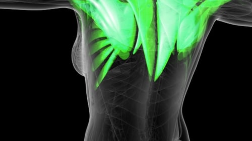 Animated Human Body Muscular System with Green Energy Flow