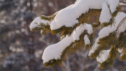 Zweige der Fichte mit Schneeschieß im Winterwald, weiches Licht am Tag