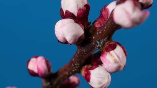 Branche d'abricotier en fleurs