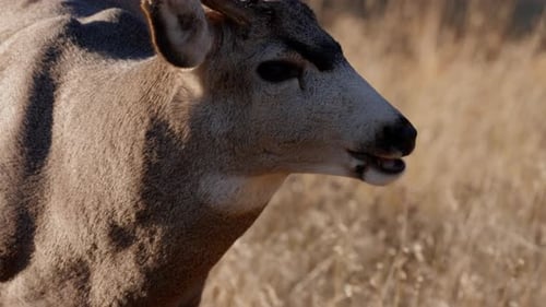 A herd of deer grazing in the Rocky Mountain National Park