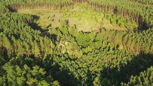 Luftaufnahme Grüner Kiefernwald, Entwaldungsgebiet, Landschaft