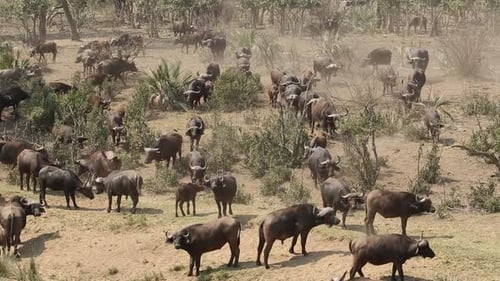 African Buffalo Herd - Kruger National Park