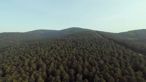 Luftpinienwald