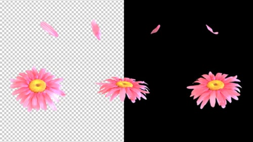Pink Flowers and Petals Isolated