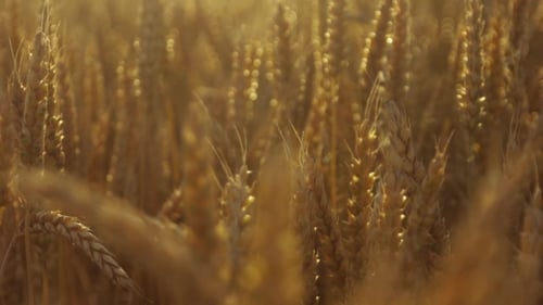 Beautiful Nature, Wheat Spikes of Golden Wheat at the Sunset and Gorgeous Nature Scene in a .