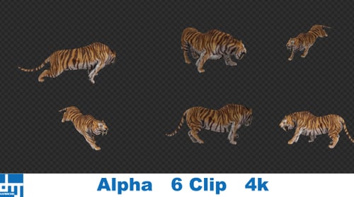 Tiger Runaway Pack