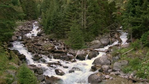 View river scenes in forest, national park Dombai, Caucasus