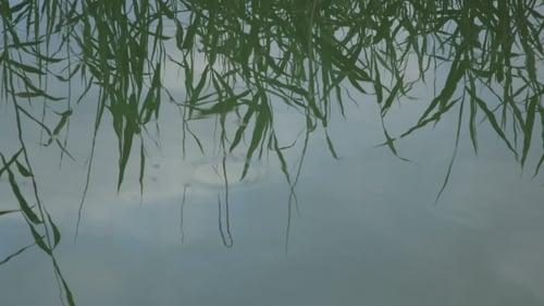 Réflexion des plantes sur le lac
