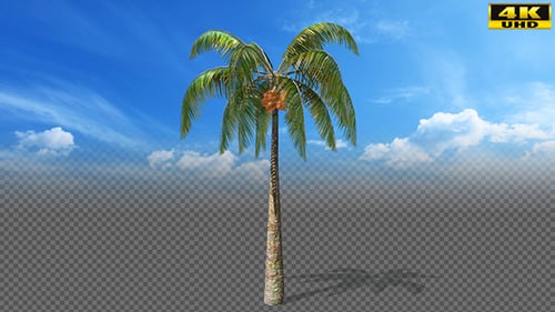 Realistic Palm Tree Swaying on Transparent Background