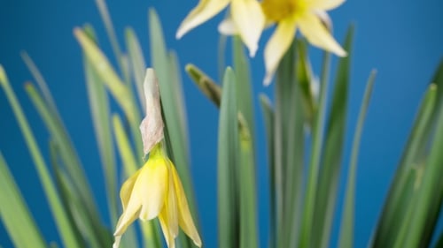 Spring Flower - Blooming Narcissus