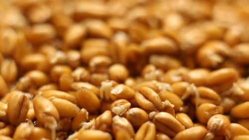 Time Lapse of Wheat Kernels Germinating and Growing