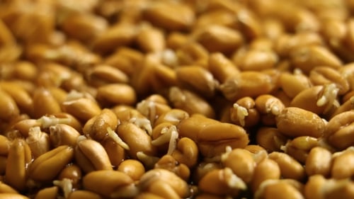 Wheat Seeds Germinating and Sprouting Close Up