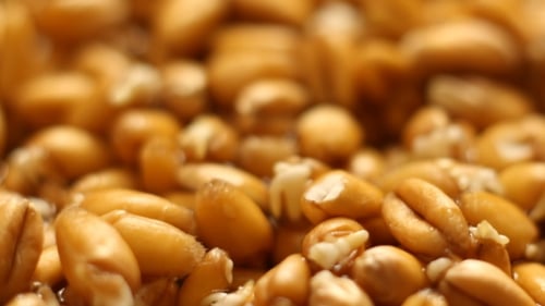 Wheat Seeds Germinating and Sprouting Green Shoots