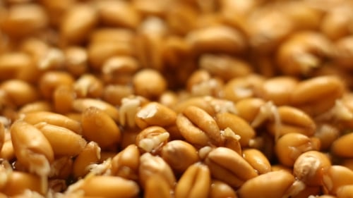 Macro View of Sprouting Wheat Seeds