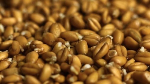 Close Up of Wheat Grain Sprouting