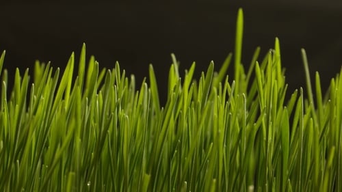 Cultivateur de plantes de blé