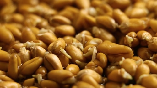 Wheat Kernels Growing in Time Lapse Close Up