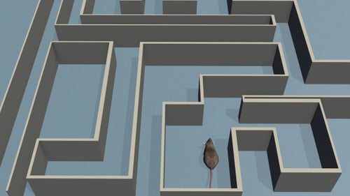 Rat and Labyrinthe