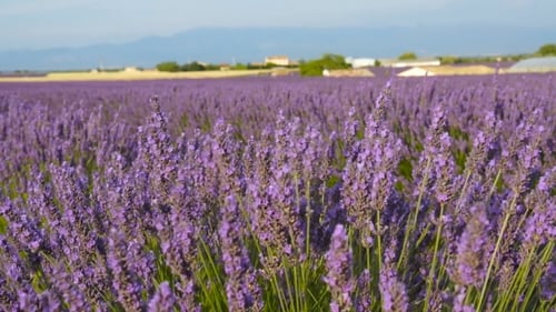 Lavendelfelder Blumen schwingen im Wind