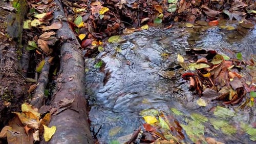 Stream in the autumn forest.