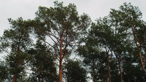 The Branches of a Young Pine Sway in the Wind