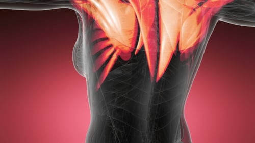 Human Body Muscle System Animation for Medical and Health Content