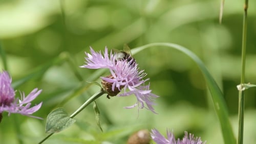 Hummel auf einer Blume