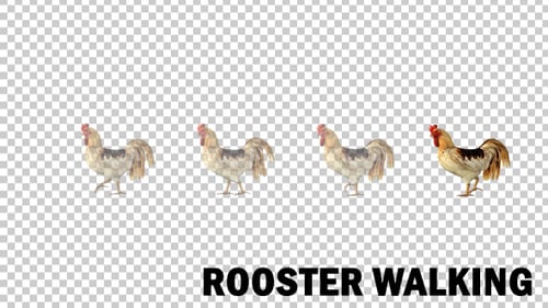 Farm Animals - Rooster Walk