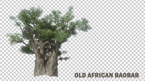 Baobab d'Afrique ancienne