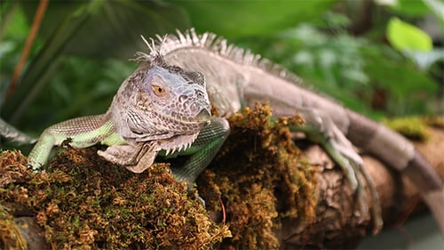 Large Green Iguana Male