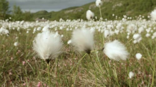 Cotton Field in the Nature