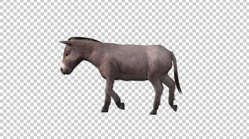 Tiere auf dem Bauernhof - Esel